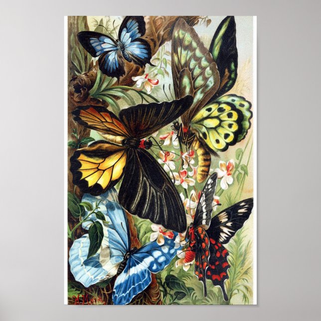 Vintage Butterfly Illustration Poster (Front)