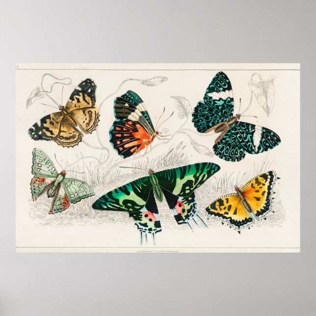 Vintage Butterfly Illustration Poster (Front)