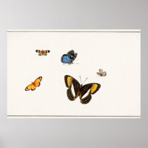 Vintage Butterfly Illustration Poster