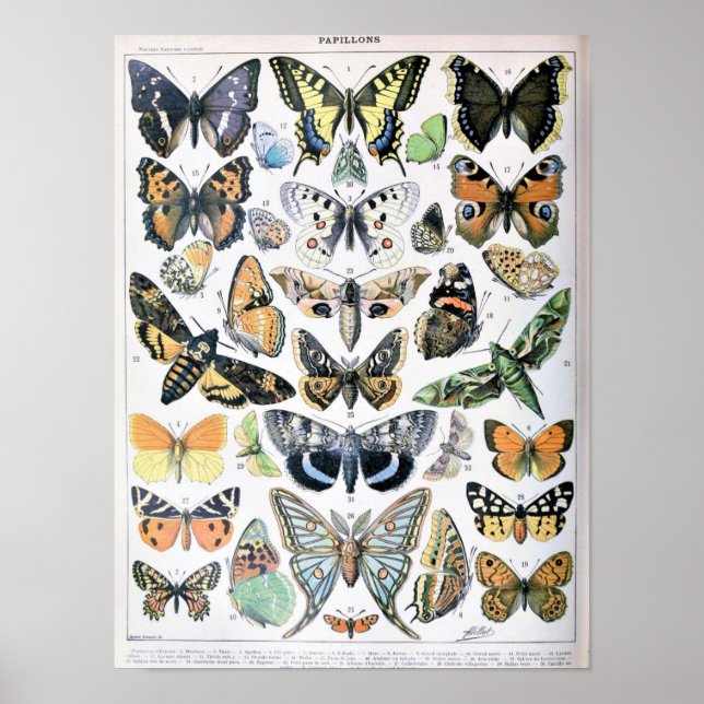 Vintage Butterfly Illustration Poster (Front)