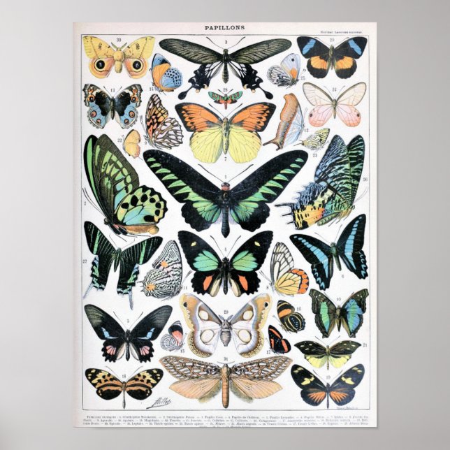 Vintage Butterfly Illustration Poster (Front)