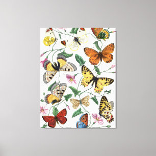 Vintage Butterfly & Moth Painting Canvas Print