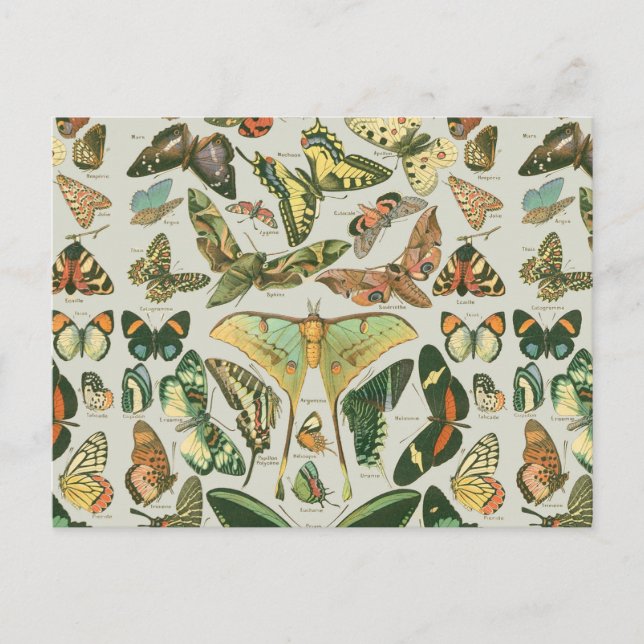 Vintage Butterfly Moth Pattern Print Postcard (Front)