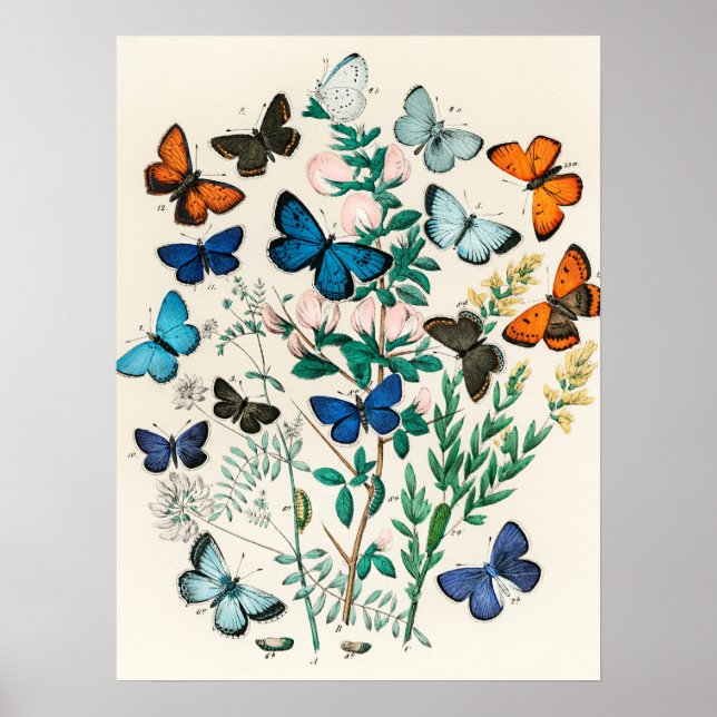 Vintage Butterfly Papillon Old Illustration Art Poster (Front)