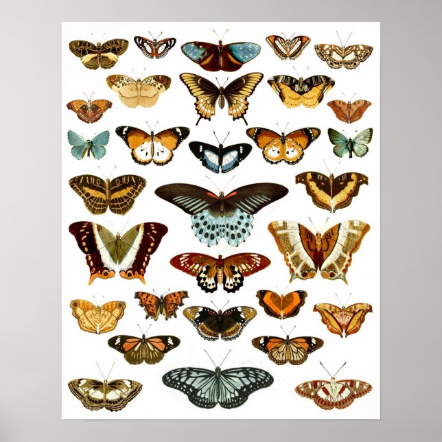 Vintage Butterfly Pattern Poster (Front)
