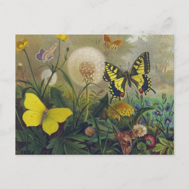 Vintage Butterfly Postcard (Front)