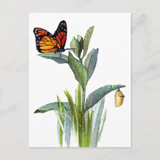 Vintage Butterfly Postcard