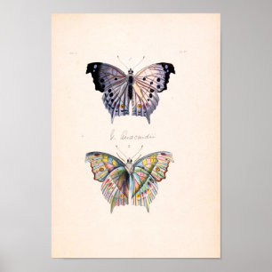 Vintage Butterfly Poster
