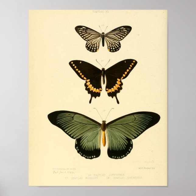 Vintage Butterfly poster (Front)