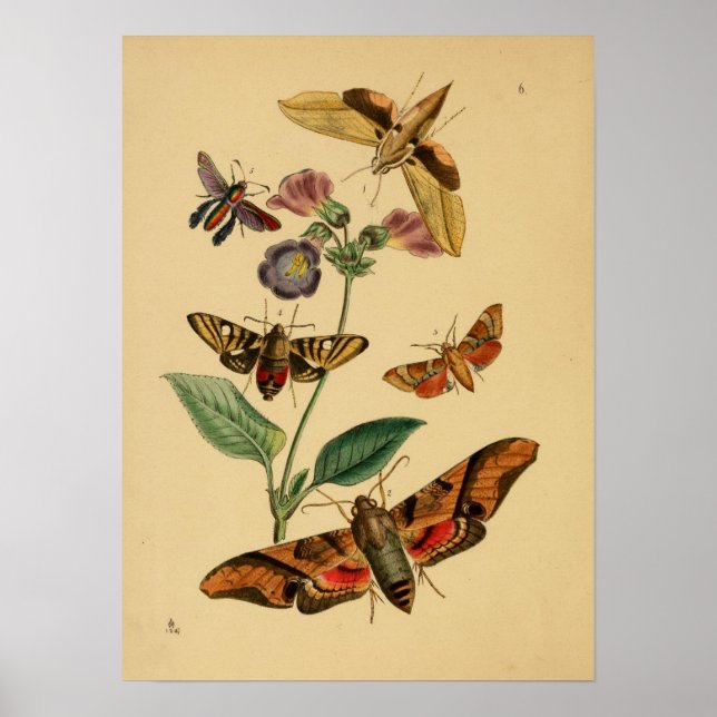 Vintage Butterfly Poster (Front)