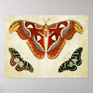 Vintage Butterfly Print 009