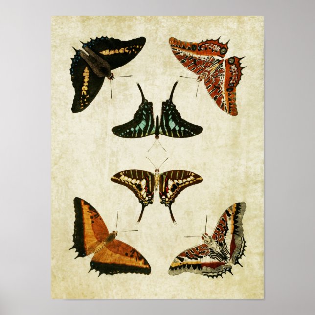 Vintage Butterfly Print 037 (Front)