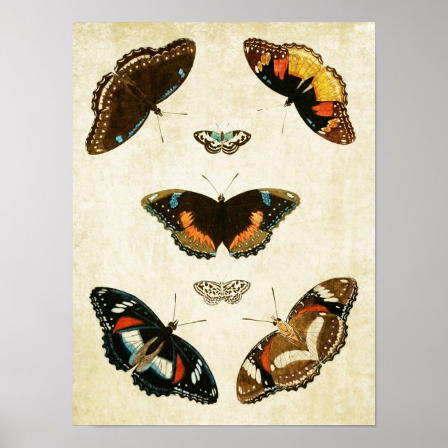 Vintage Butterfly Print 067 (Front)
