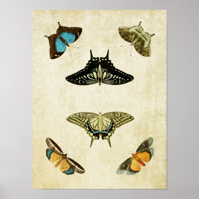 Vintage Butterfly Print 073 (Front)