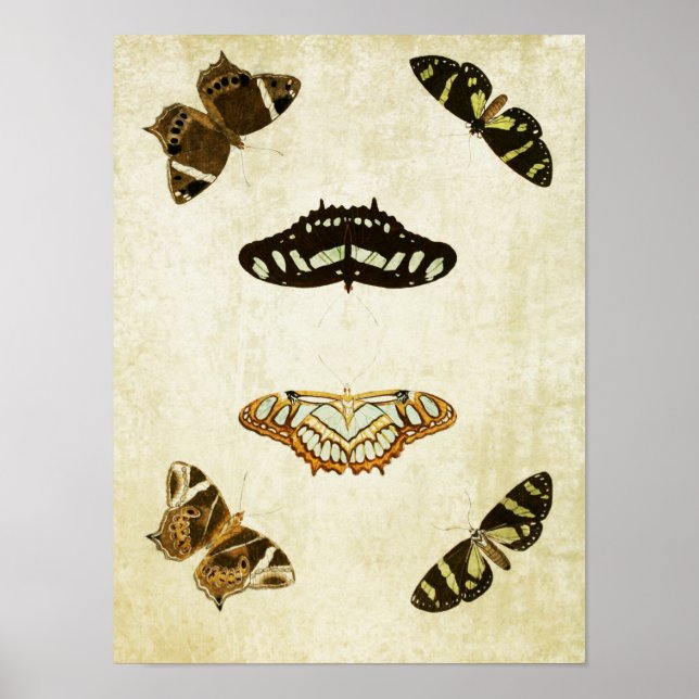Vintage Butterfly Print 079 (Front)