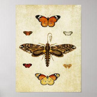 Vintage Butterfly Print 118