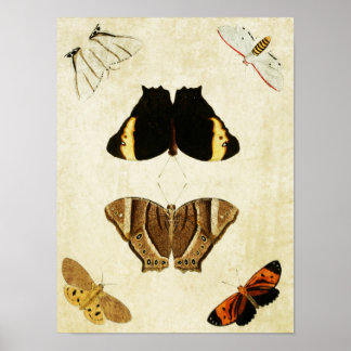 Vintage Butterfly Print 133
