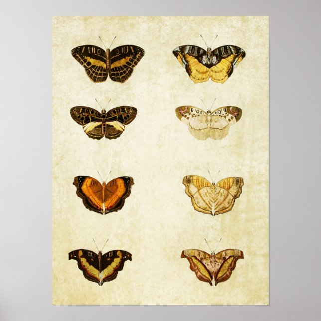 Vintage Butterfly Print 138 (Front)