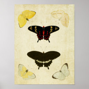 Vintage Butterfly Print 141