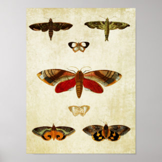 Vintage Butterfly Print 149