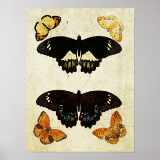 Vintage Butterfly Print 157