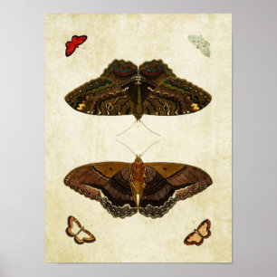 Vintage Butterfly Print 170