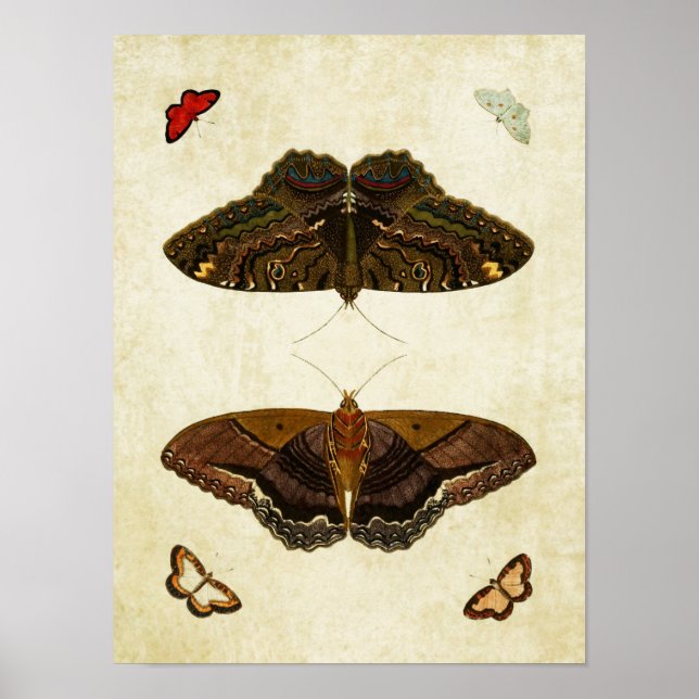 Vintage Butterfly Print 170 (Front)