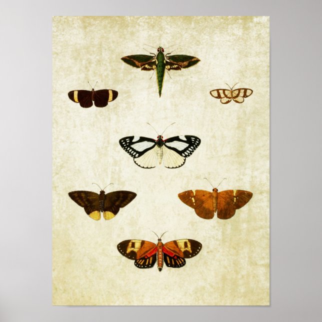 Vintage Butterfly Print 178 (Front)