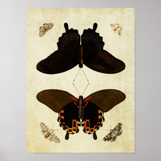 Vintage Butterfly Print 181 (Front)