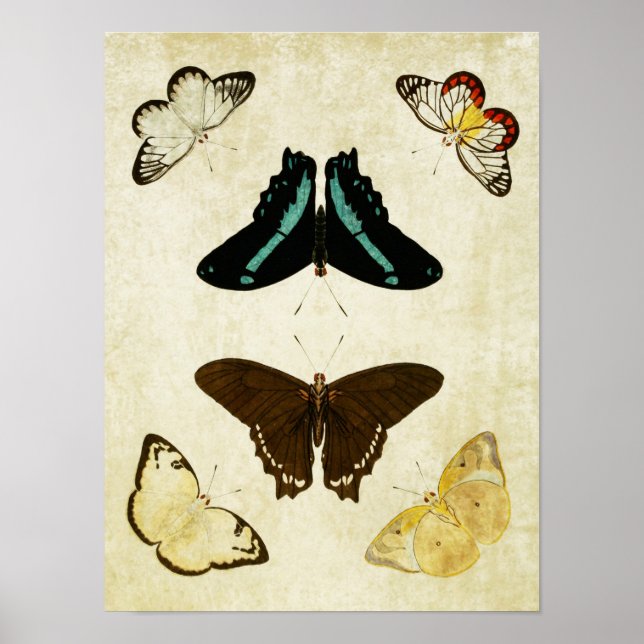 Vintage Butterfly Print 187 (Front)