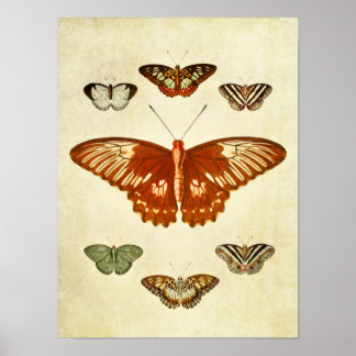 Vintage Butterfly Print 194