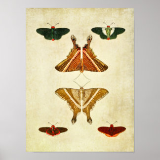 Vintage Butterfly Print 199