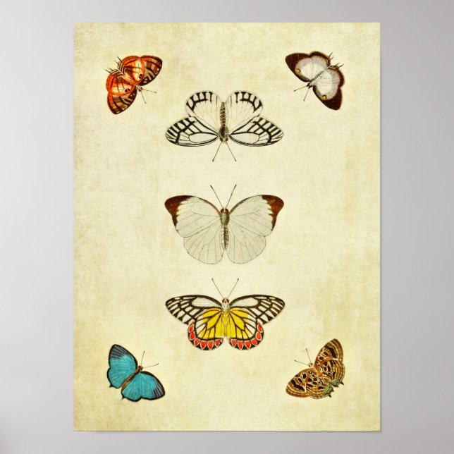 Vintage Butterfly Print 201 (Front)