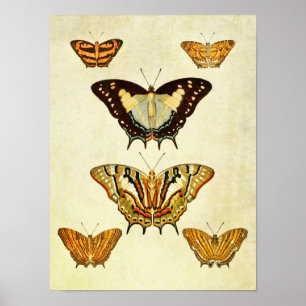 Vintage Butterfly Print 220