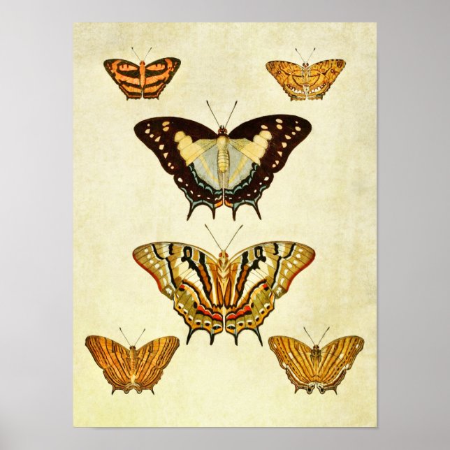 Vintage Butterfly Print 220 (Front)