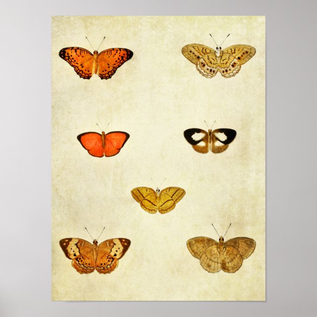Vintage Butterfly Print 238 (Front)