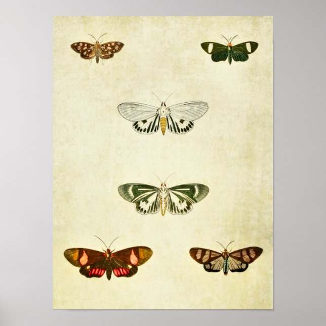 Vintage Butterfly Print 263 (Front)