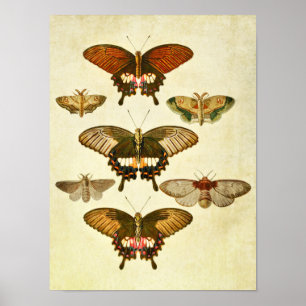 Vintage Butterfly Print 265