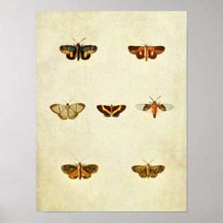 Vintage Butterfly Print 276