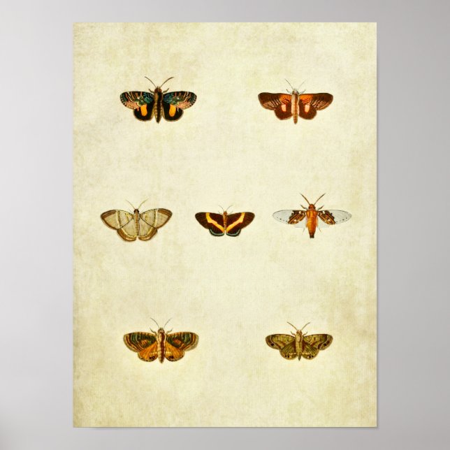 Vintage Butterfly Print 276 (Front)