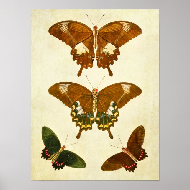 Vintage Butterfly Print 278 (Front)