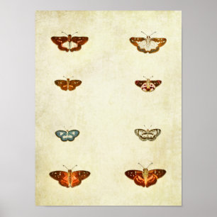 Vintage Butterfly Print 300