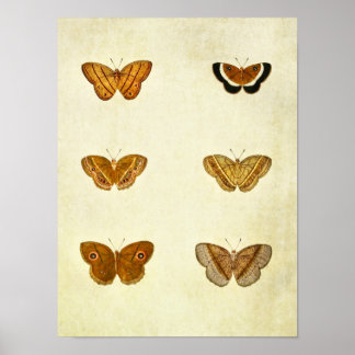 Vintage Butterfly Print 326