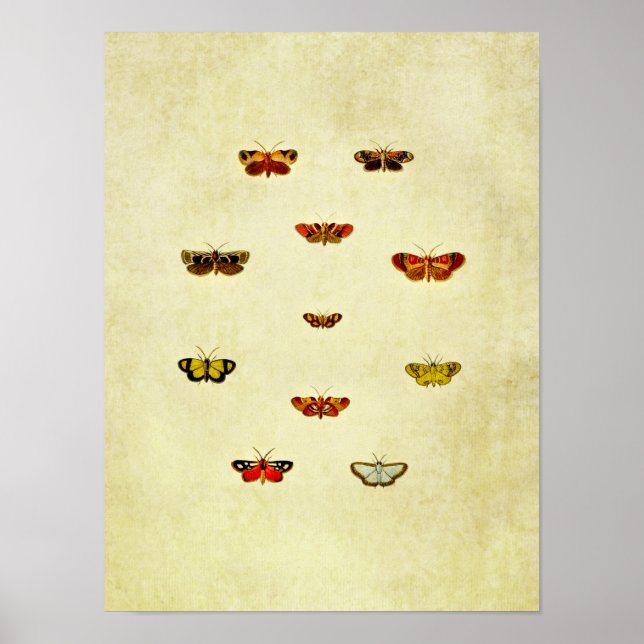 Vintage Butterfly Print 348 (Front)