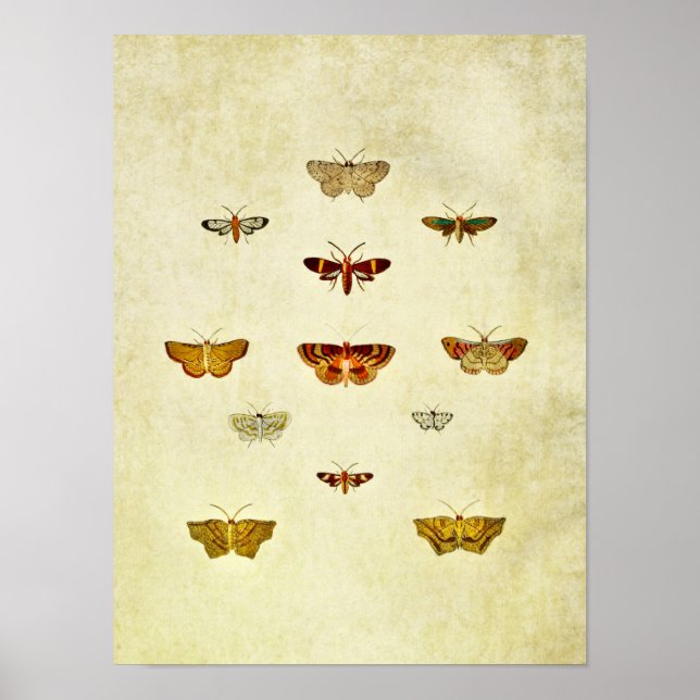 Vintage Butterfly Print 357 (Front)