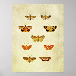 Vintage Butterfly Print 358