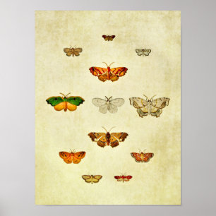 Vintage Butterfly Print 360