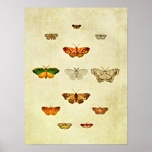 Vintage Butterfly Print 360 (Front)
