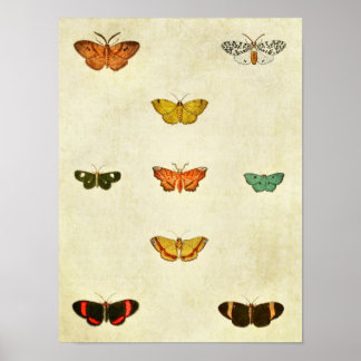 Vintage Butterfly Print 370