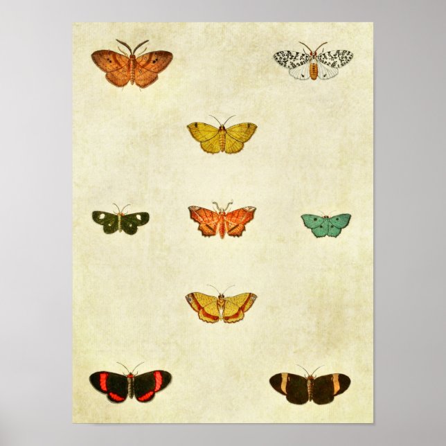 Vintage Butterfly Print 370 (Front)